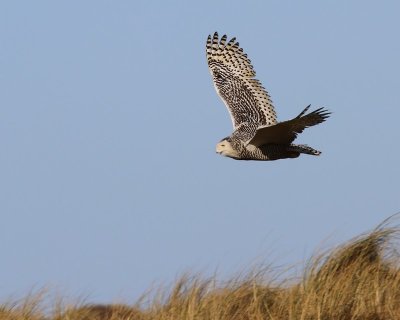 Sneeuwuil - Snowy Owl