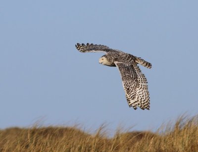 Sneeuwuil - Snowy Owl
