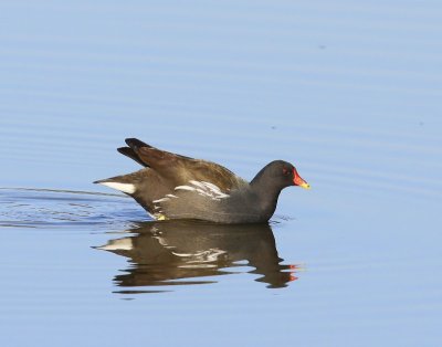 Waterhoen - Common Moorhen