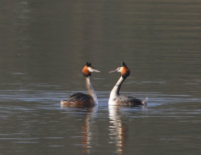 Futen - Great Crested Grebes