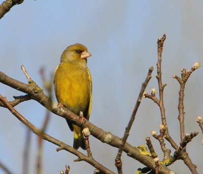 Groenling - European Greenfinch