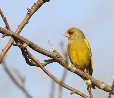 Groenling - European Greenfinch