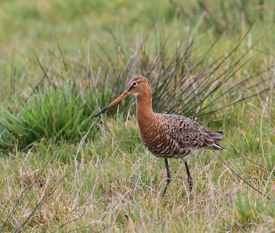 Grutto - Black-tailed Godwit