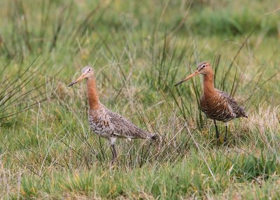Grutto's - Black-tailed Godwits