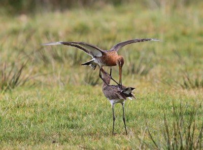 Grutto's - Black-tailed Godwits