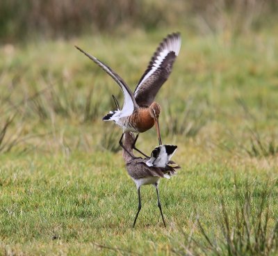 Grutto's - Black-tailed Godwits