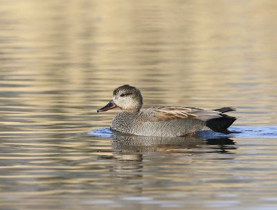 Krakeend - Gadwall