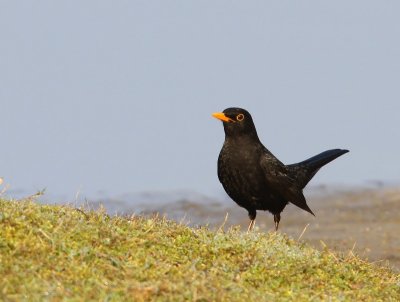Merel - Common Blackbird