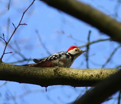 Middelste Bonte Specht - Middle Spotted Woodpecker