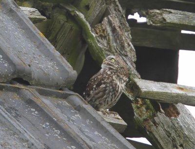 Steenuil - Little Owl