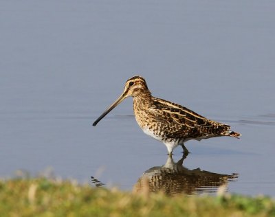 Watersnip - Common Snipe