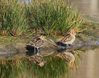Watersnippen - Common Snipes