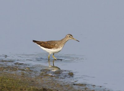 Witgat - Green Sandpiper