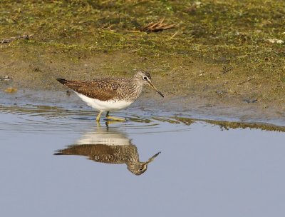 Witgat - Green Sandpiper