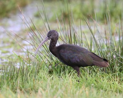 Zwarte Ibis - Glossy Ibis