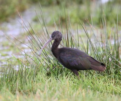 Zwarte Ibis - Glossy Ibis