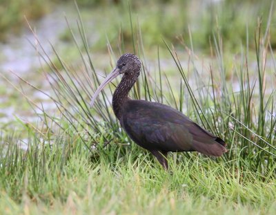 Zwarte Ibis - Glossy Ibis