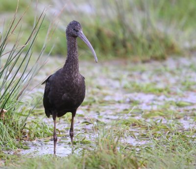 Zwarte Ibis - Glossy Ibis