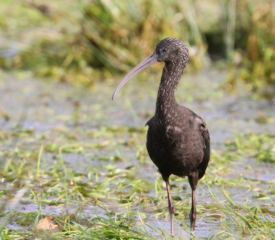 Zwarte Ibis - Glossy Ibis