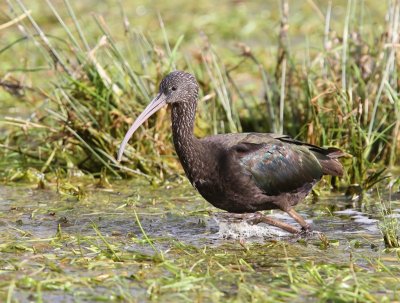 Zwarte Ibis - Glossy Ibis