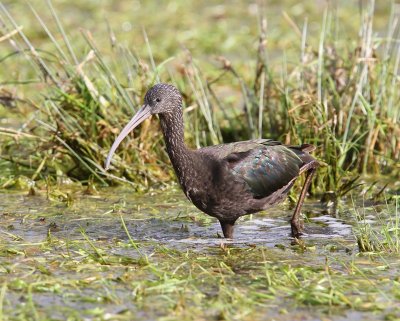 Zwarte Ibis - Glossy Ibis