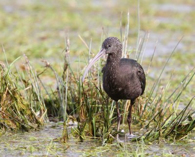 Zwarte Ibis - Glossy Ibis