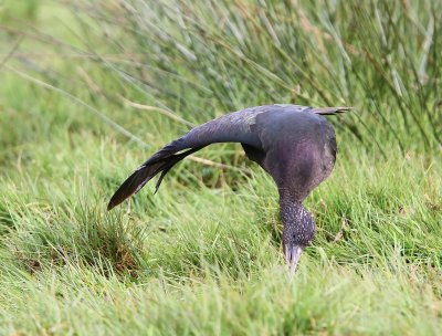 Zwarte Ibis - Glossy Ibis