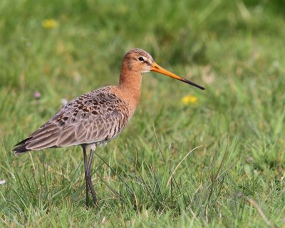Grutto - Black-tailed Godwit