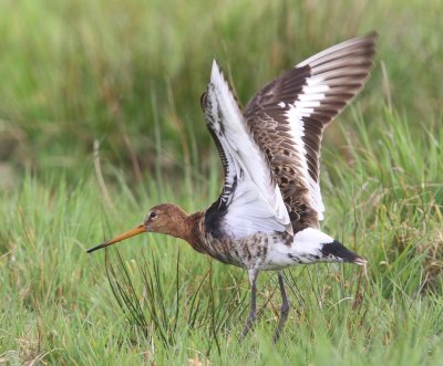 Grutto - Black-tailed Godwit