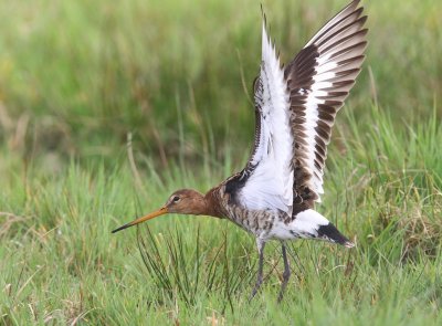 Grutto - Black-tailed Godwit