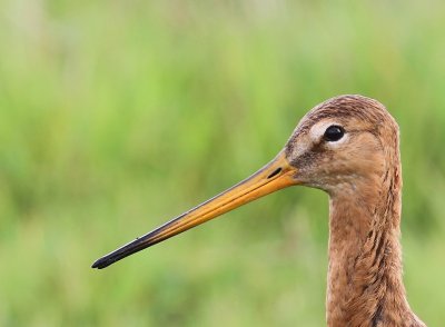Grutto - Black-tailed Godwit