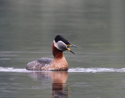 Roodhalsfuut - Red-necked Grebe