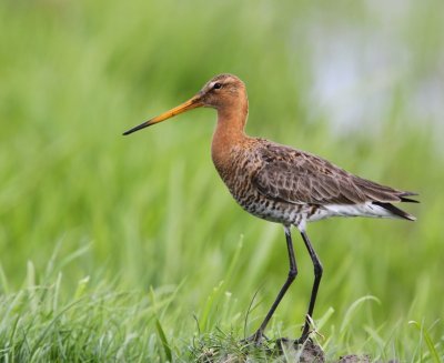 Grutto - Black-tailed Godwit
