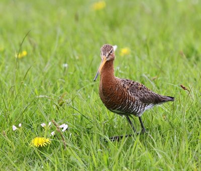 Grutto - Black-tailed Godwit