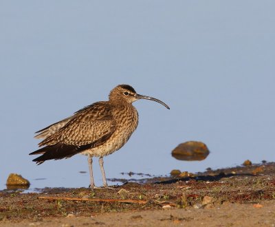 Regenwulp - Whimbrel