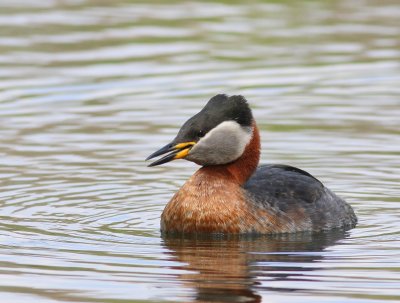 Roodhalsfuut - Red-necked Grebe