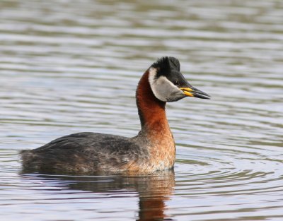 Roodhalsfuut - Red-necked Grebe