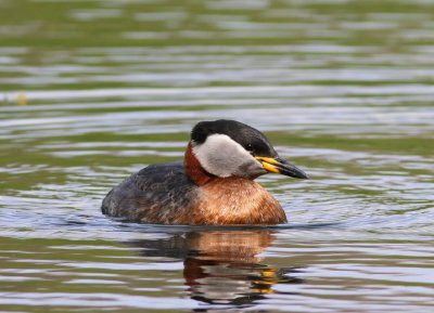 Roodhalsfuut - Red-necked Grebe