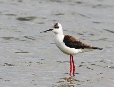 Steltkluut - Black-winged Stilt