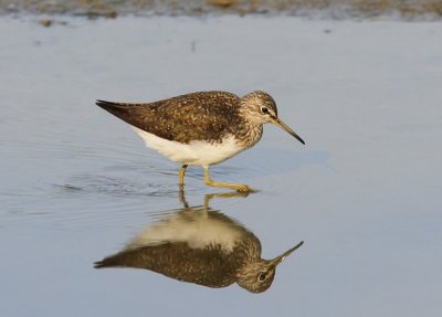 Witgat - Green Sandpiper