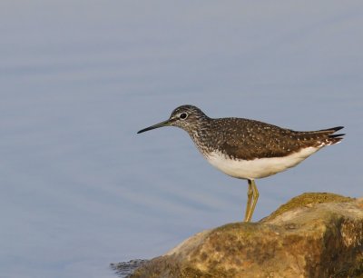 Witgat - Green Sandpiper