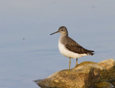 Witgat - Green Sandpiper