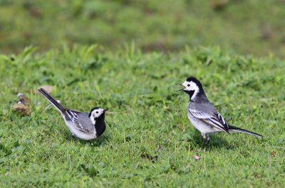 Witte Kwikstaarten - White Wagtails