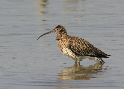 Wulp - Eurasian Curlew