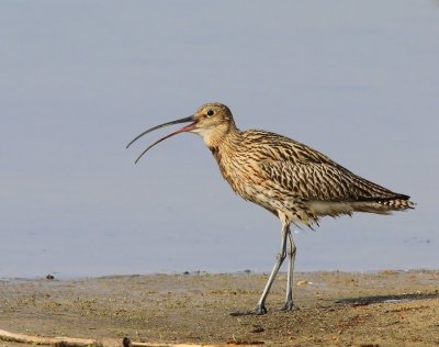 Wulp - Eurasian Curlew