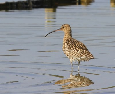 Wulp - Eurasian Curlew