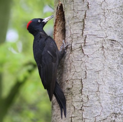 Zwarte Specht - Black Woodpecker