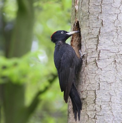 Zwarte Specht - Black Woodpecker