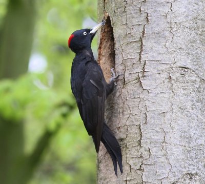 Zwarte Specht - Black Woodpecker