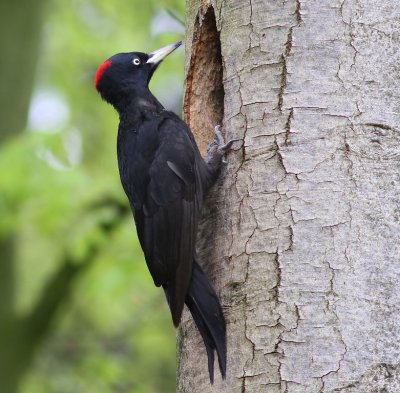 Zwarte Specht - Black Woodpecker